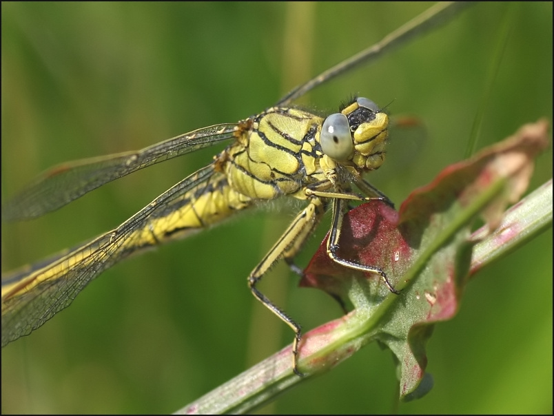2007-06-05_Plasrombout_-_Drentse Aa.jpg